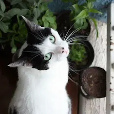 Gato em uma foto
