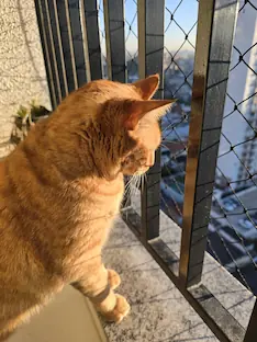 Gato em uma foto