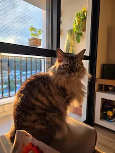 Gato em uma foto