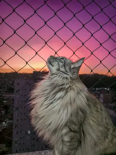 Gato em uma foto