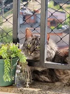 Gato em uma foto